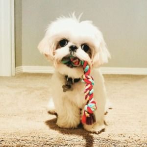 Meet your Posher, Jessi